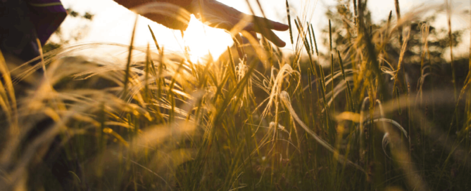 A hand gently brushing through tall grass in warm golden sunlight at sunset.